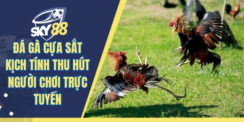 Đá Gà Cựa Sắt Kịch Tính Thu Hút Người Chơi Trực Tuyến